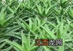 芦荟汁饮料的做法 芦荟汁饮料的做法大全