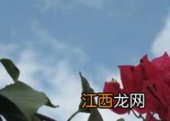 三角花 三角花图片