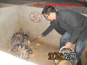 丁维科:生态小岛养豪猪