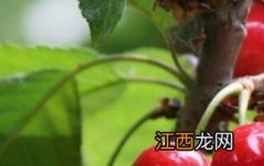 樱桃果汁的功效与作用 樱桃果汁的功效与作用禁忌