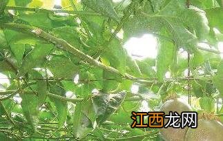 西番莲的功效和作用 西番莲的功效与作用及药用价值