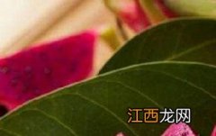 小孩吃火龙果的功效与作用 火龙果对小孩有什么功效