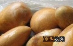 狗狗可以吃菠萝蜜的核能吃吗 菠萝蜜的核能吃吗