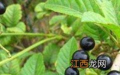 乌蔹莓的功效与作用图片 乌蔹莓的功效与作用