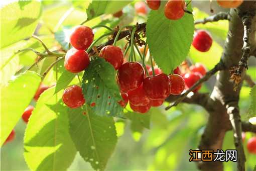 车厘子季节是哪几个月 汶川车厘子季节是哪几个月