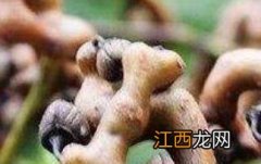 万寿果煲汤的功效与作用 万寿果煲汤的功效与作用是什么