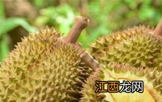 榴莲的营养价值与食用功效 榴莲的营养价值