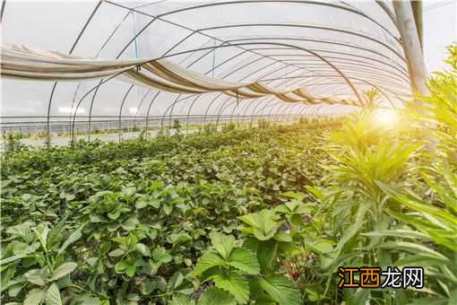 大棚种植什么最赚钱不愁销路 大棚种植什么最赚钱不愁销路东北