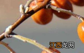 沙枣泡水喝的功效与作用 沙枣泡水喝的功效与作用