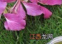 喝油菜花蜜的好处与功效 喝油菜花蜜的好处