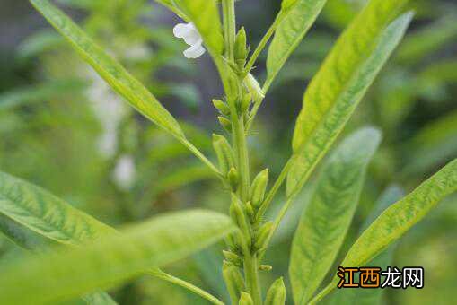 芝麻什么时候播种好 芝麻什么时候播种好呢