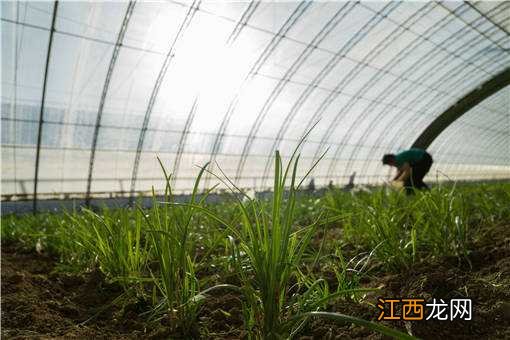 夏季大棚蔬菜高产技术有哪些 夏季适合大棚种植的蔬菜