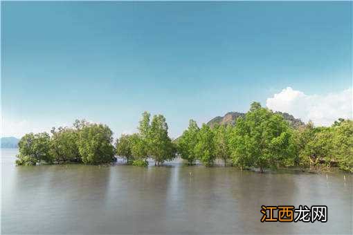 红树林是什么树 海南红树林是什么树