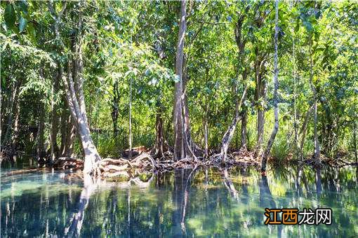 红树林是什么树 海南红树林是什么树