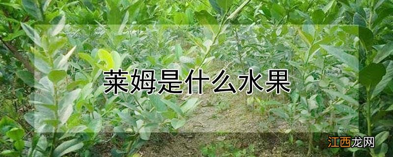 柠檬和莱姆是同一种水果吗 莱姆是什么水果