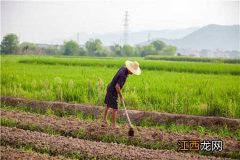 氮肥的作用是什么 氮肥的作用是什么意思