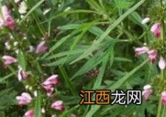 益母草蜜的功效与作用和食用方法 益母草蜜的功效与作用