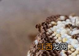 野蜂巢泡酒的功效和作用 野蜂巢泡酒的功效和作用是什么