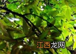 马蜂窝熬水有什么功效呢 马蜂窝熬水有什么功效