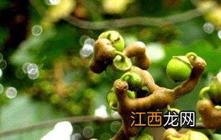 鸡瓜梨泡水有什么功能 鸡瓜梨泡水有什么功能和作用