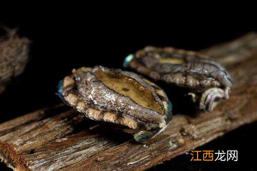 鲍鱼死了还能吃吗 鲍鱼死了还能吃吗有毒吗