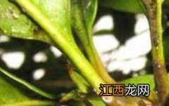 桂花果怎么吃 桂花果怎么吃才最好