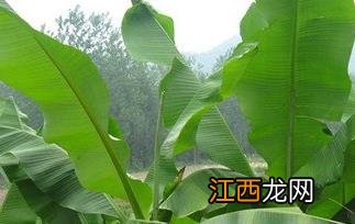 芭蕉怎么吃最好 芭蕉怎么吃