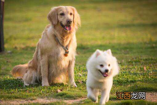 深圳犬只未植入芯片被视为无证养犬！具体怎么回事？如何办理？