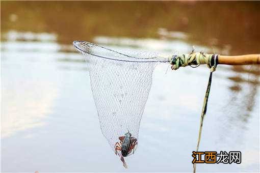 夏季小龙虾养殖实用技术 梅雨季小龙虾养殖管理方法有哪些