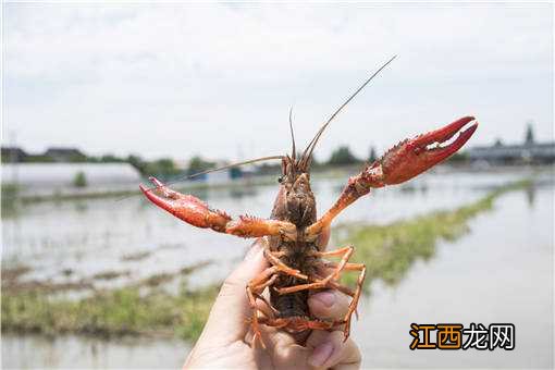 夏季小龙虾养殖实用技术 梅雨季小龙虾养殖管理方法有哪些