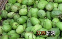 圆枣子的功效与作用 东北圆枣子的功效与作用