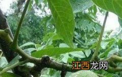 山核桃根的功效与作用 山核桃根的功效与作用及禁忌症