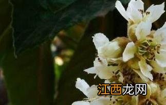 枇杷花怎么吃法 枇杷花怎么吃