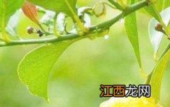 柠檬泡酒的功效与作用及食用方法 柠檬泡酒的功效与作用