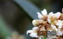 枇杷花什么人不能喝 什么人不可以喝枇杷花