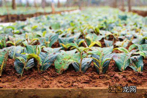 回农村创业干点什么好 农村有什么好的创业项目