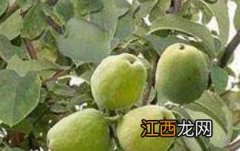 什么叫宣木瓜 什么是宣木瓜