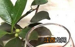 羊奶果泡酒的功效与作用 羊奶奶泡酒的功效与作用