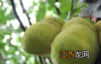 菠萝蜜过敏怎么办 菠萝蜜过敏怎么办呢