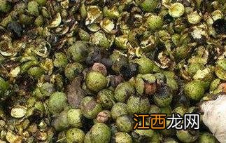 青核桃泡水有什么功效 青核桃泡水有什么功效与作用