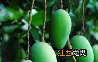 青芒果怎么吃 青芒果怎么吃?