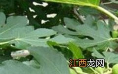 无花果叶煮水的功效与作用有哪些 无花果叶煮水的功效与作用