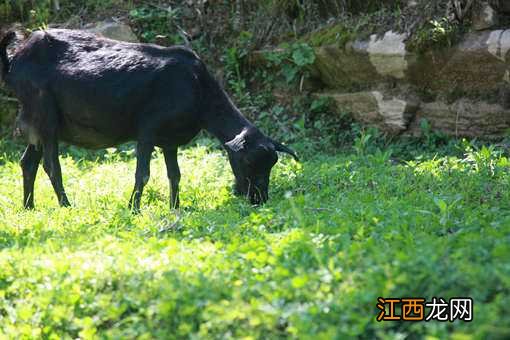 养30只黑山羊要多少成本 养30只黑山羊一年能赚多少钱