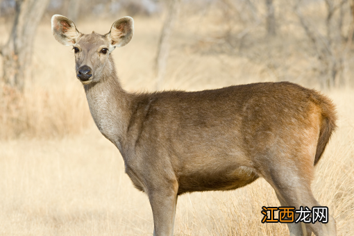 我国全面禁止非法野生动物交易，违者重罚！