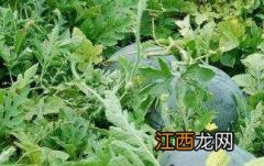 籽瓜皮的功效与作用及食用方法图片 籽瓜皮的功效与作用及食用方法