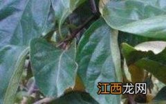 柿子叶的功效与作用及药用价值 柿子叶的功效与作用及药用价值是什么