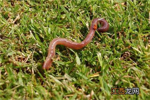 2020年蚯蚓苗价格如何 2020年蚯蚓苗价格如何计算