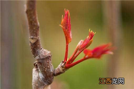 种植业什么最赚钱农村2020年 2020年在农村种植什么能快速致富