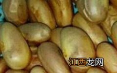 菠萝蜜核的功效与作用 菠萝蜜核的功效与作用、禁忌和食用方法