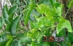 百香果叶子的功效与作用及禁忌 百香果叶子的功效与作用